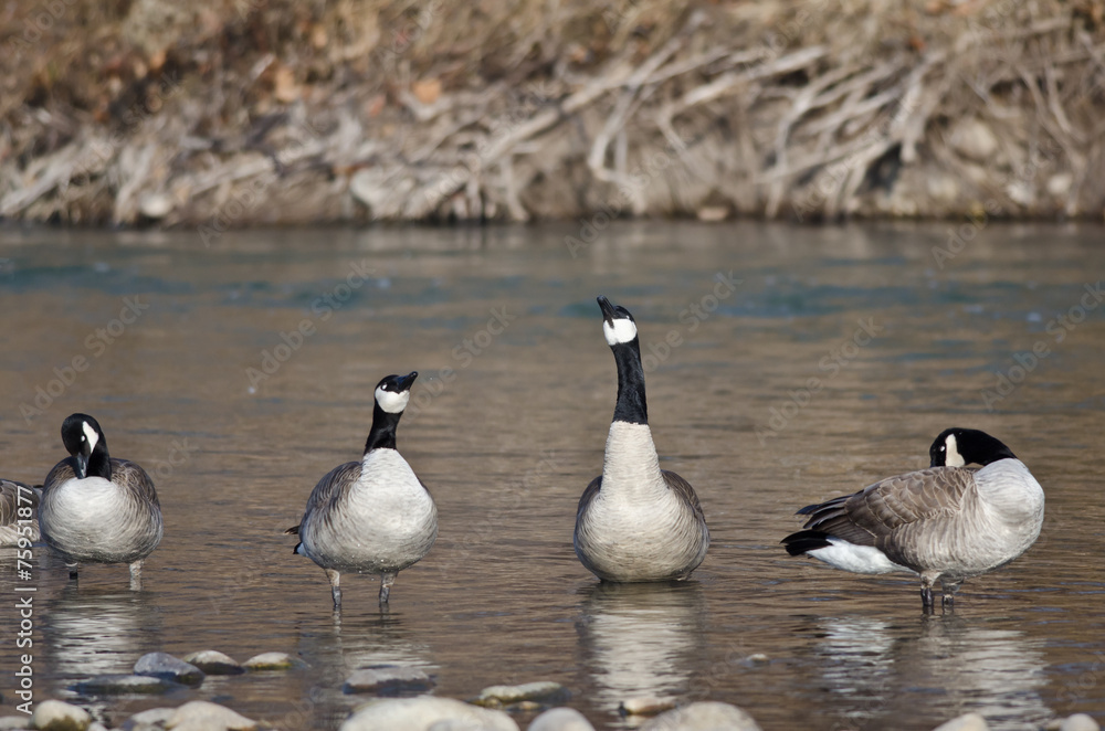 Canada Goose Singing for Joy in the River Canada Goose Singing for Joy in the River