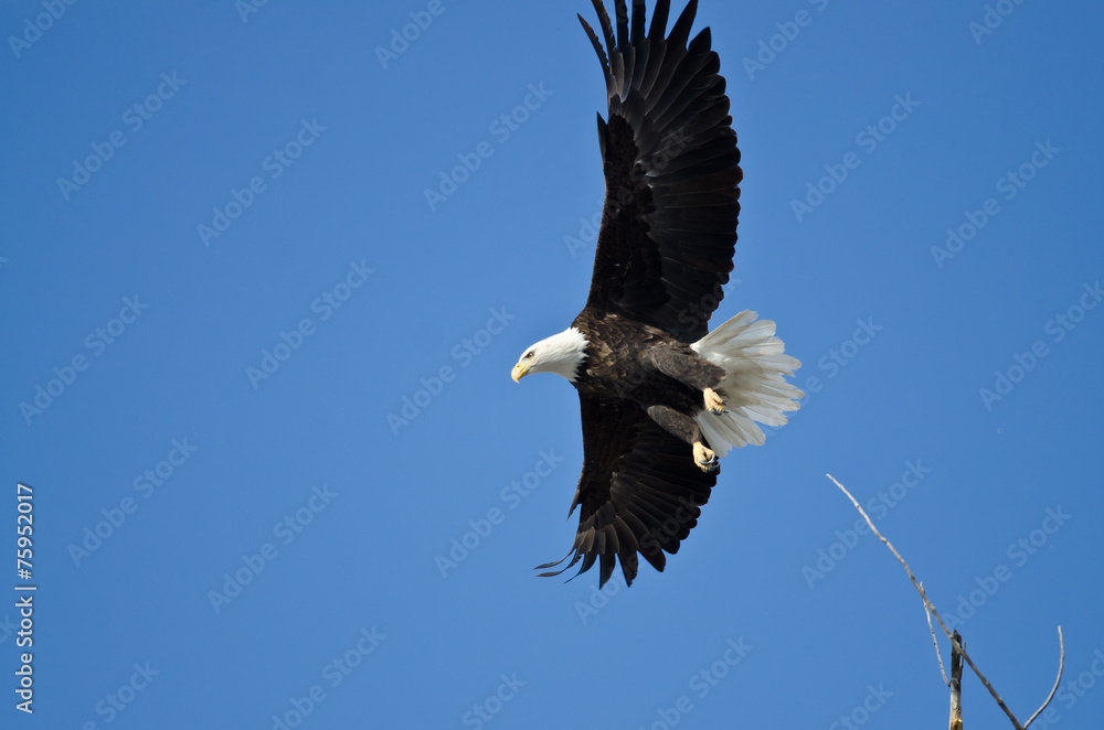 Fototapeta premium Bald Eagle Hunting On The Wing