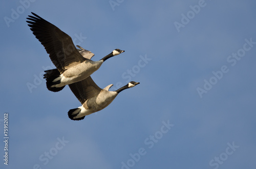 Synchronized Flying Demonstration by a Pair of Canada Geese