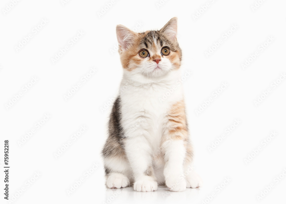 Cat. Scottish highland kitten with white on white background Cat. Scottish highland kitten with white on white background