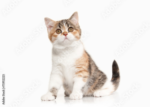 Cat. Scottish highland kitten with white on white background