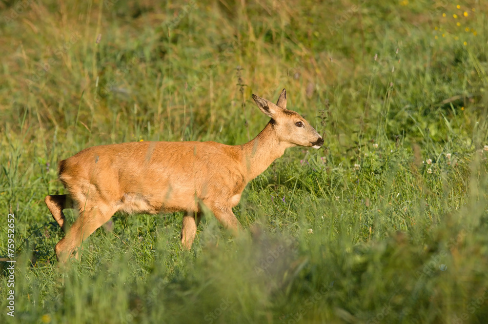 Roe Roe