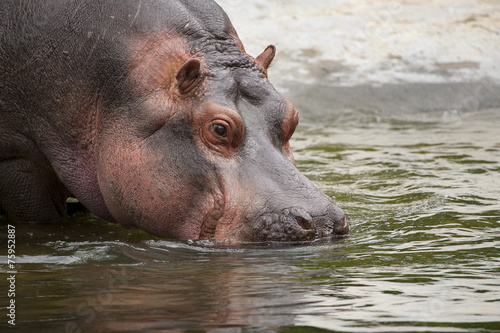 Nijlpaard met snuit in het water. photo