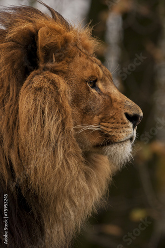 Fototapeta Naklejka Na Ścianę i Meble -  Afrikaanse leeuw