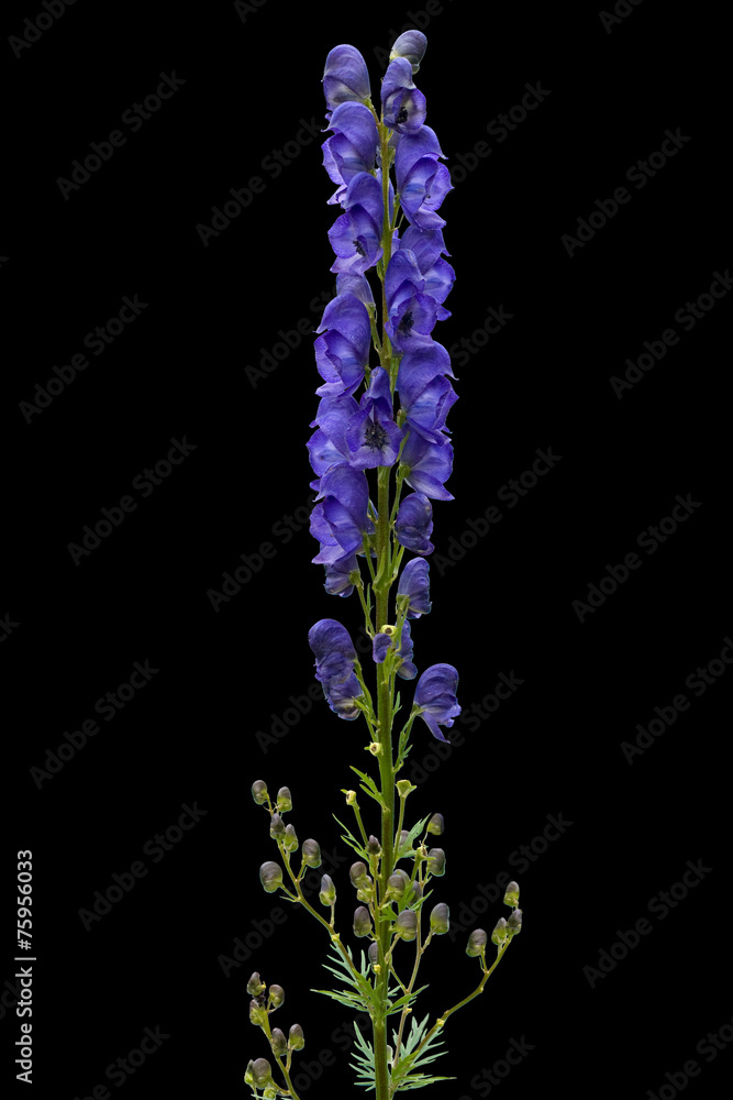 Eisenhut; Aconitium Napellus; Eisenhut; Aconitium Napellus;