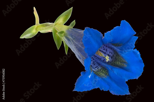 Enzian; Gentiana; acaulis; Stengelloser; photo