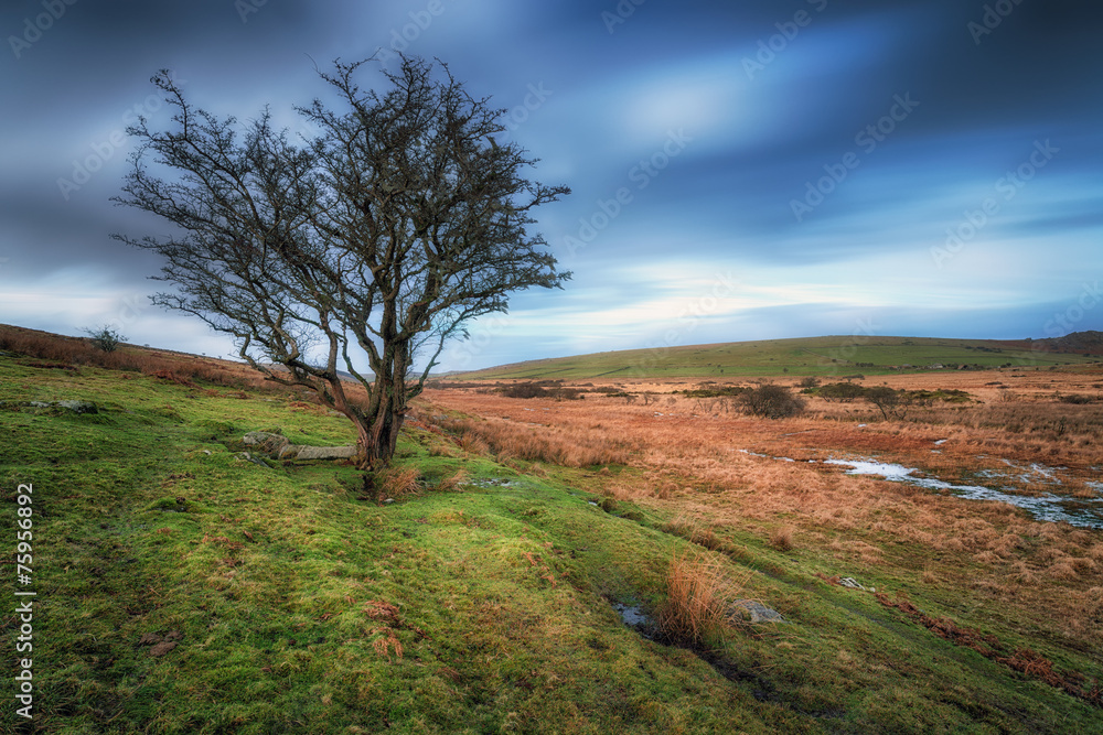 Obraz premium Bleak Bodmin Moor