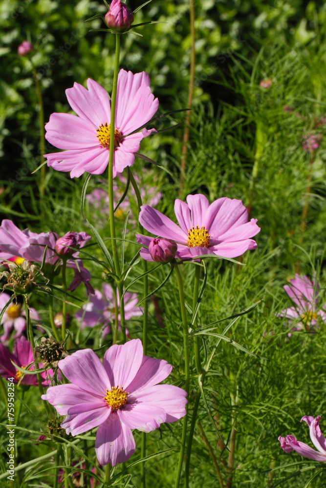 Fototapeta premium Flower