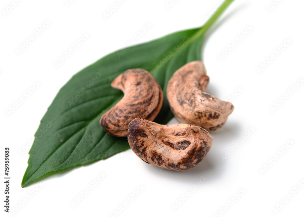 Obraz premium Cashew nut