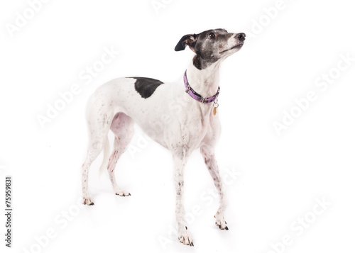 White Greyhound