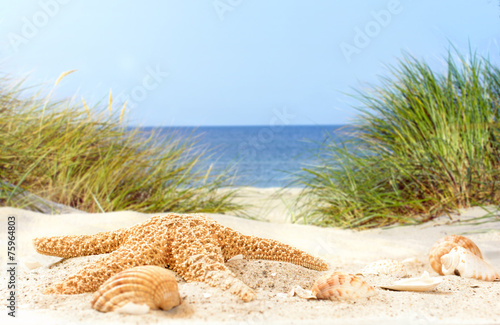 Fototapeta Naklejka Na Ścianę i Meble -  Seestern und Muscheln in einer Düne am Meer