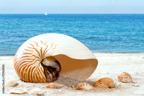 Nautilus am Strand