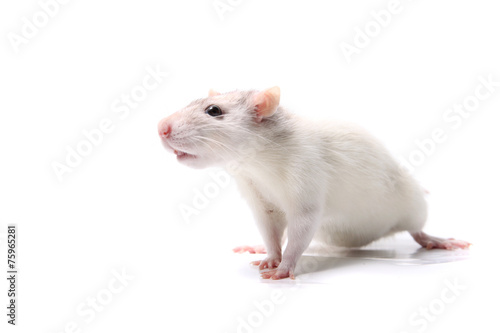 Curious baby rat