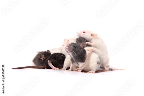 Baby rats crawling on mother rat