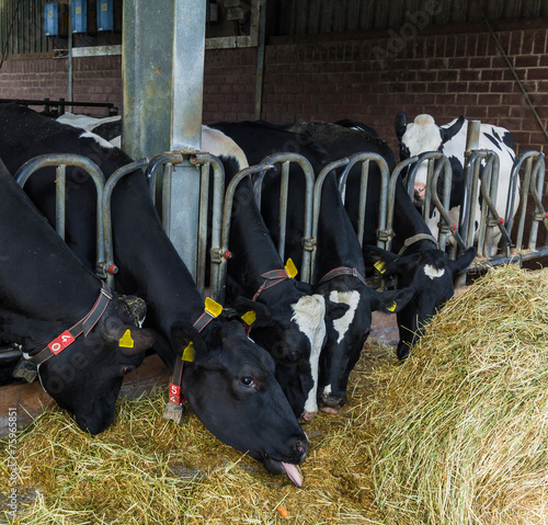 cows in a farm. Dairy cows in a farm.