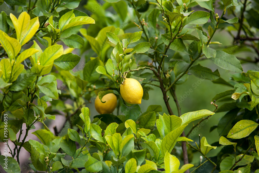 lemon tree.  Bunch of ripe lemons