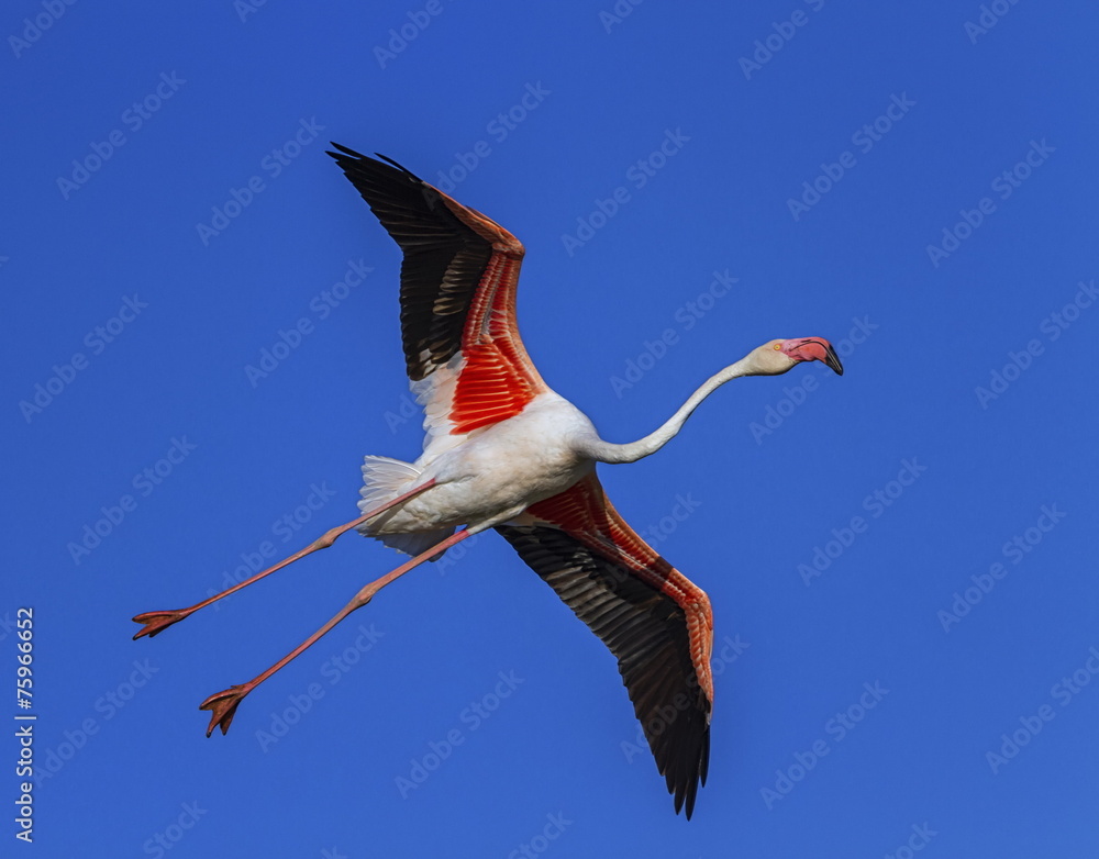 Fototapeta premium Greater flamingo, phoenicopterus roseus, Camargue, France