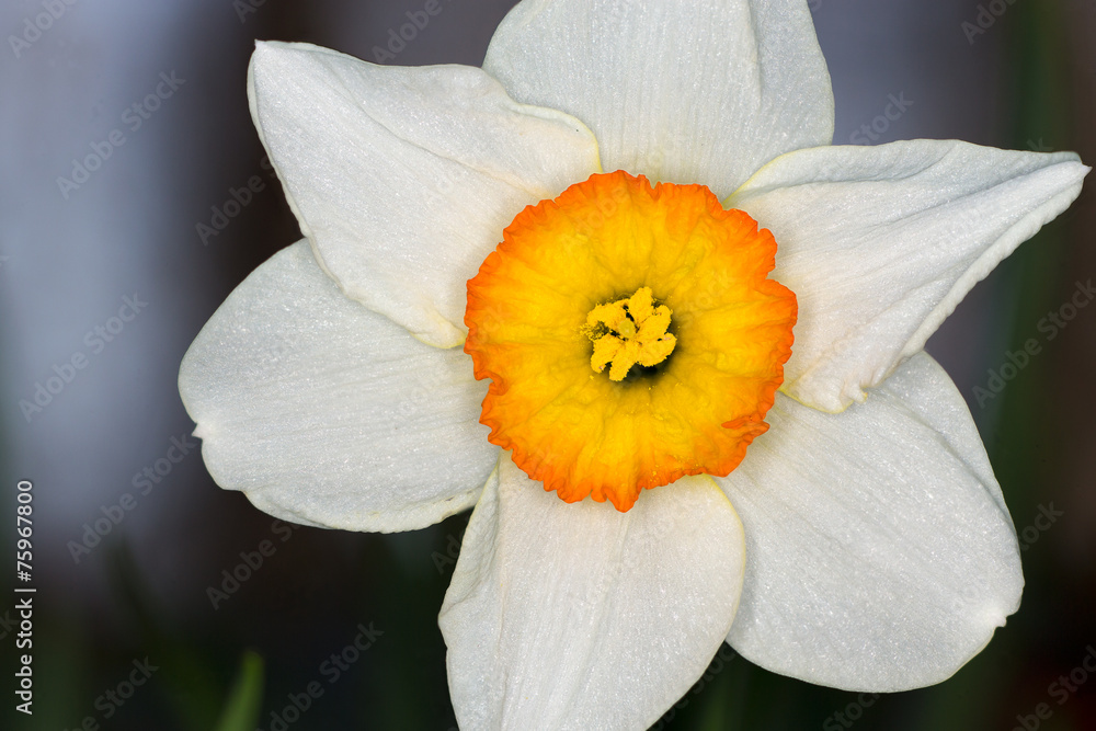 Fototapeta premium Daffodil Blossom