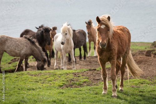 Fototapeta Naklejka Na Ścianę i Meble -  Icelandic Horses