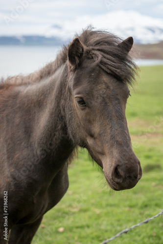 Icelandic Horse © dazb75
