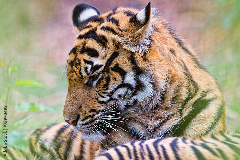 Fototapeta premium Young Bengal Tiger Cub