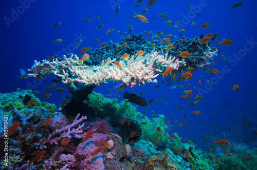 Fototapeta Naklejka Na Ścianę i Meble -  Table coral (Acropora Pharaonis) in Red sea
