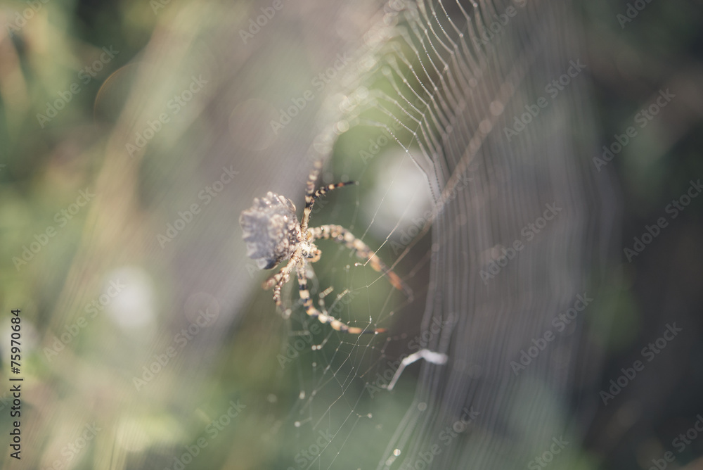 spider spider