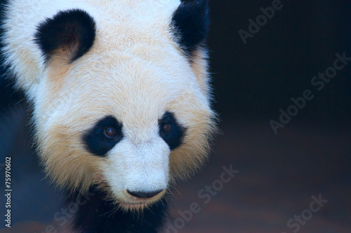 Fototapeta Naklejka Na Ścianę i Meble -  Walking Panda