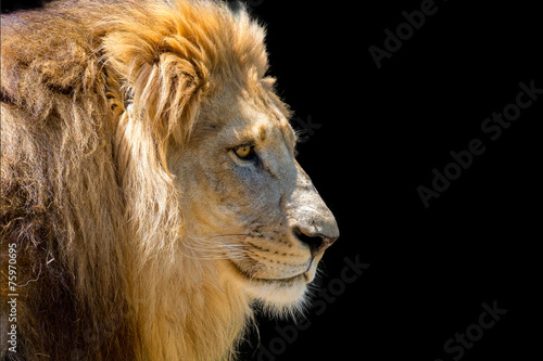 Lion head profile isolated on black.  Copy space to the right.