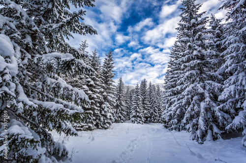 Winter path in snowy forest