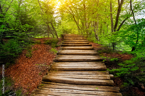 Deep forest pathway in the sunshine. Plitvice lakes, Croatia