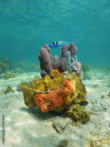 Colorful life underwater with sea sponge and coral