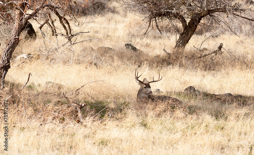 A Young Male Deer Buck Lays in the Shade