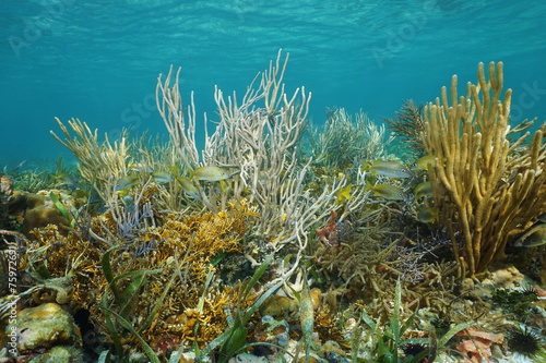 Underwater landscape on reef with soft corals