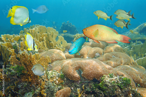 Coral reef with colorful fish under the sea