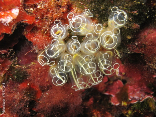 Bilde på lerret Light-bulb sea squirt Clavelina lepadiformis