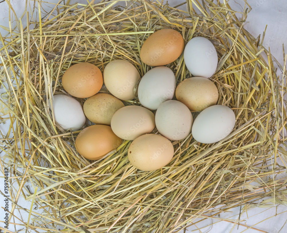 hen nest and eggs white and red