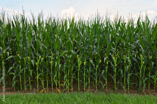 Field of Delicious Healthy Corn