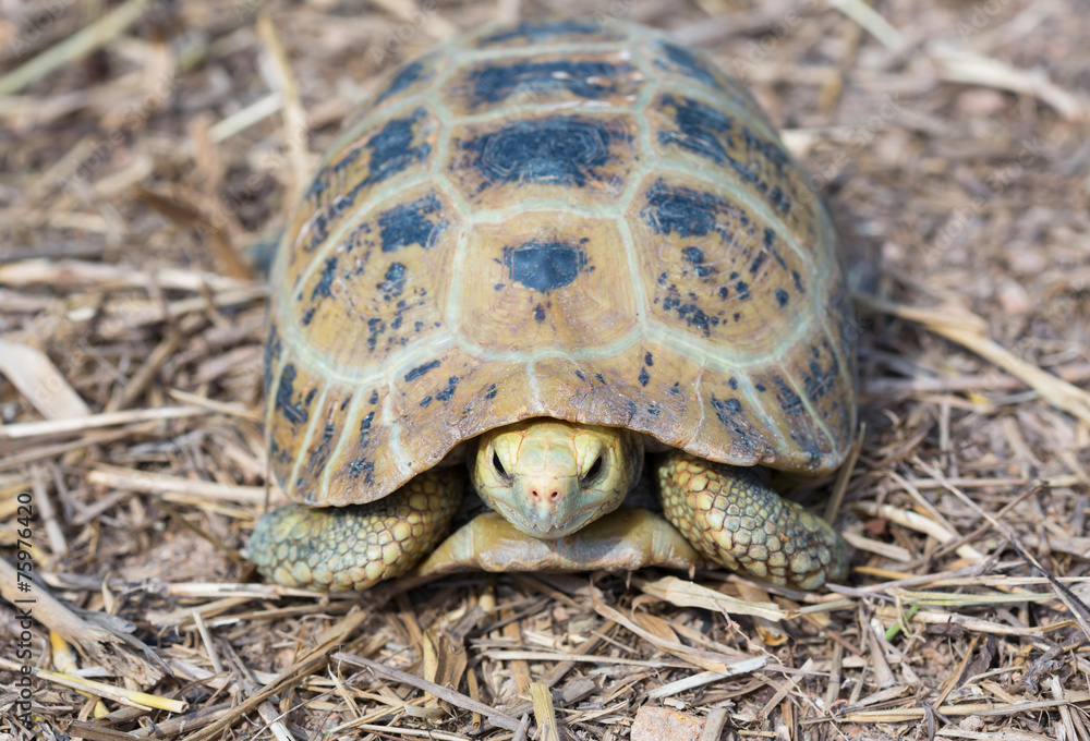 Turtle in nature,Thailand Turtle in nature,Thailand