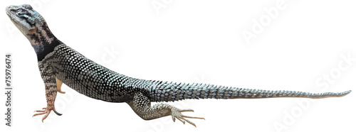 A lizard