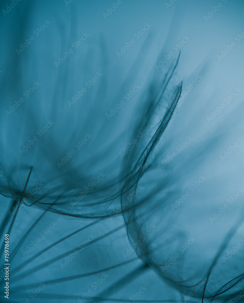 Abstrakcjonistyczny dandelion kwiatu tło, Duży dandelion <span>plik: #75978698 | autor: R_Szatkowski</span>