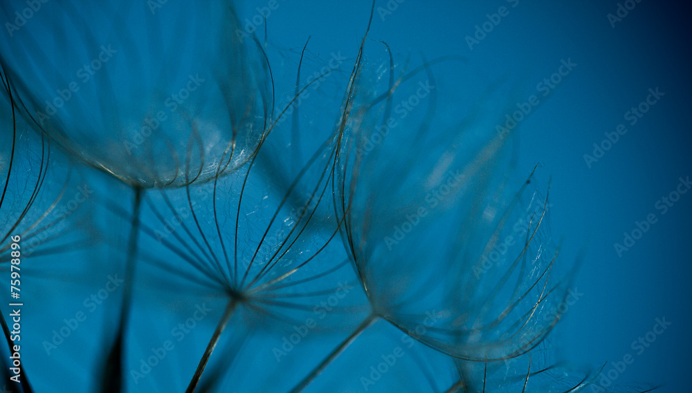 Fototapeta Abstrakcjonistyczny dandelion kwiatu tło, Duży dandelion