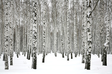 Tableau sur plexiglas Hiver Forêt de bouleaux silencieuse sous la neige  © Elena Kovaleva