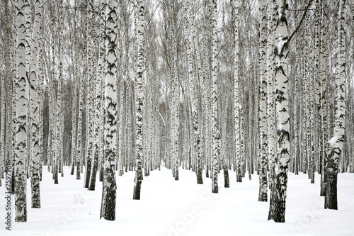 Winter birch forest Fototapeta