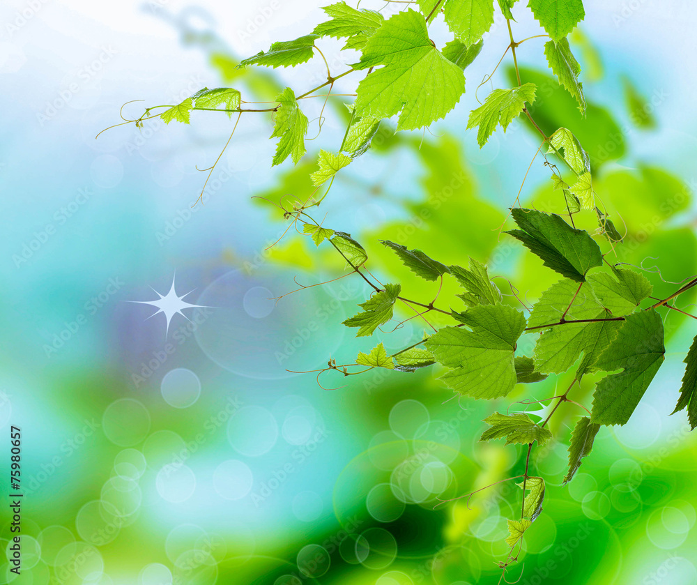 Fototapeta premium Spring.Nature