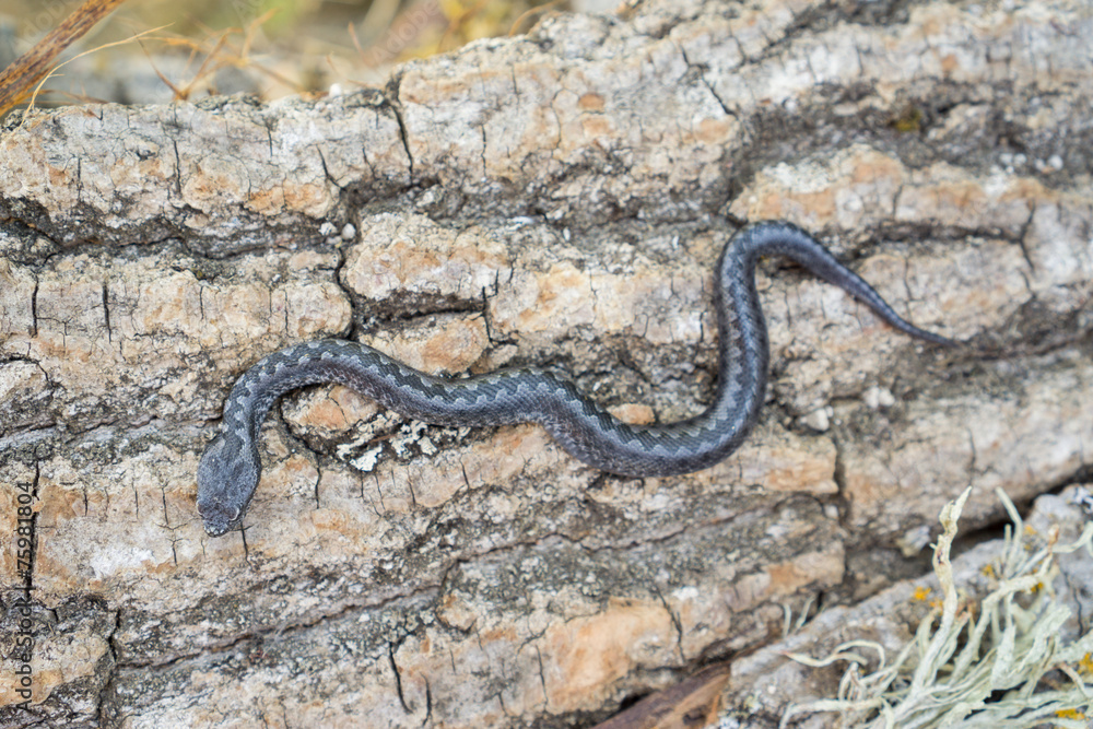Obraz premium Top view of Viper snake baby over trunk, Vipera latastei