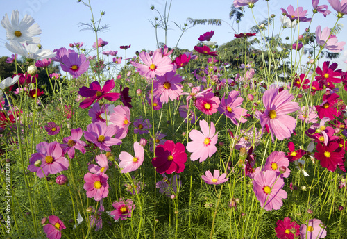 Fototapeta Naklejka Na Ścianę i Meble -  field of pink cosmos flower