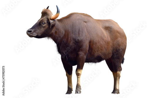 Gaur