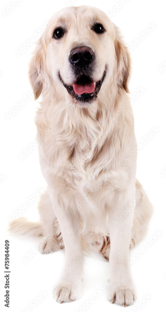 Adorable Labrador sitting, isolated on white