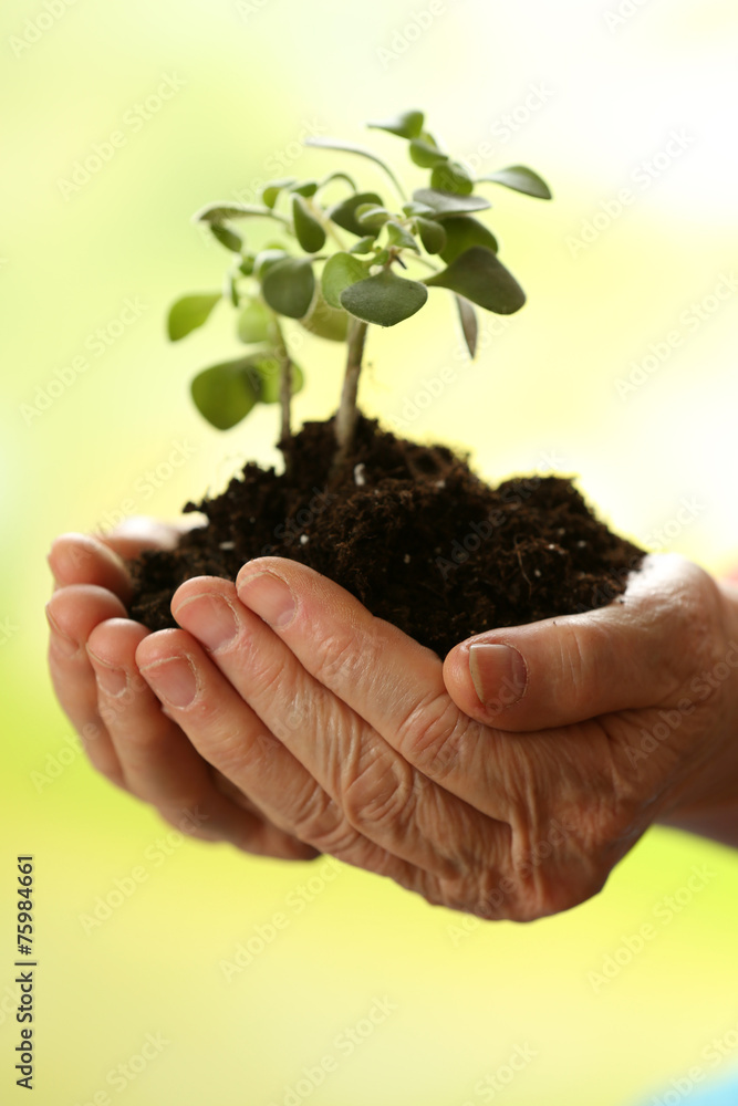 Hands of old woman and young plant on light background Hands of old woman and young plant on light background